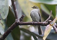 Golden-faced Tyrannulet